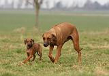 RODESIAN RIDGEBACK 161